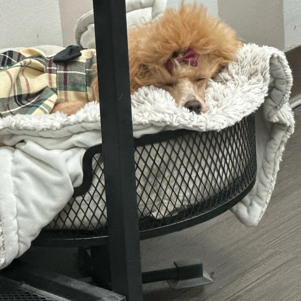 Cozy Pet Bed with Metal Frame
